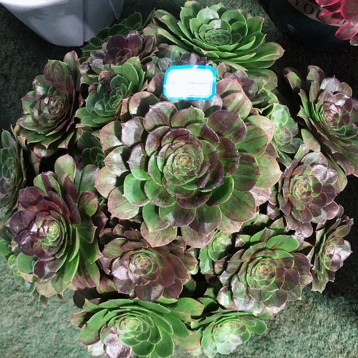 670花月夜法师多肉