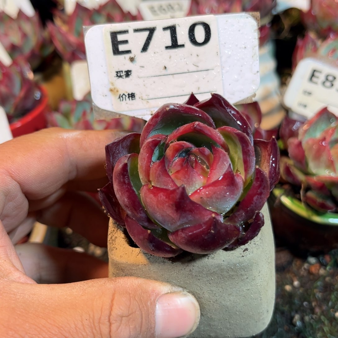 惊鸿一瞥710号多肉