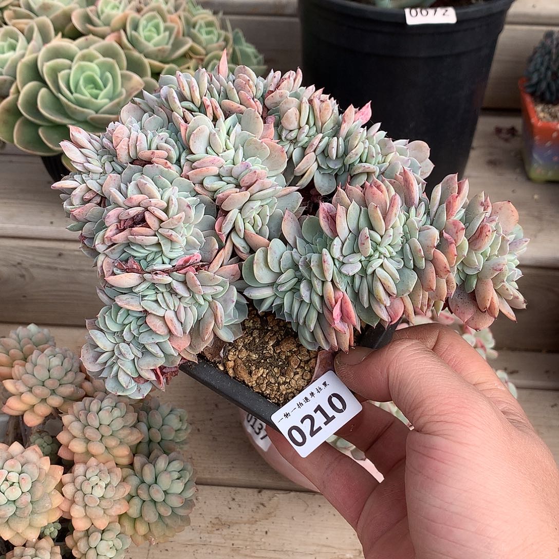 210原始海棠花缀化一颗16.5厘米