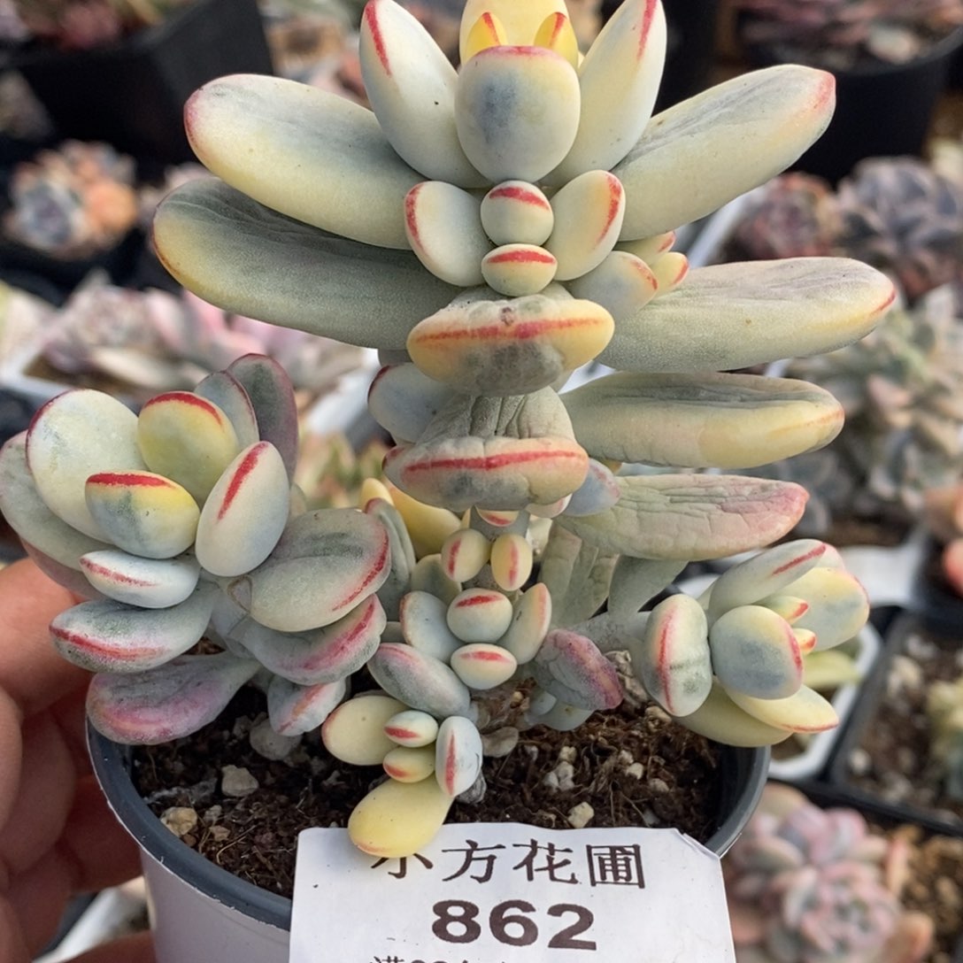 862福娘锦无砍群生