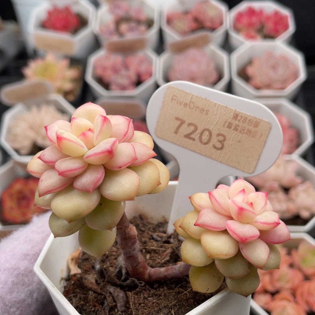 探戈7203-6.5厘米