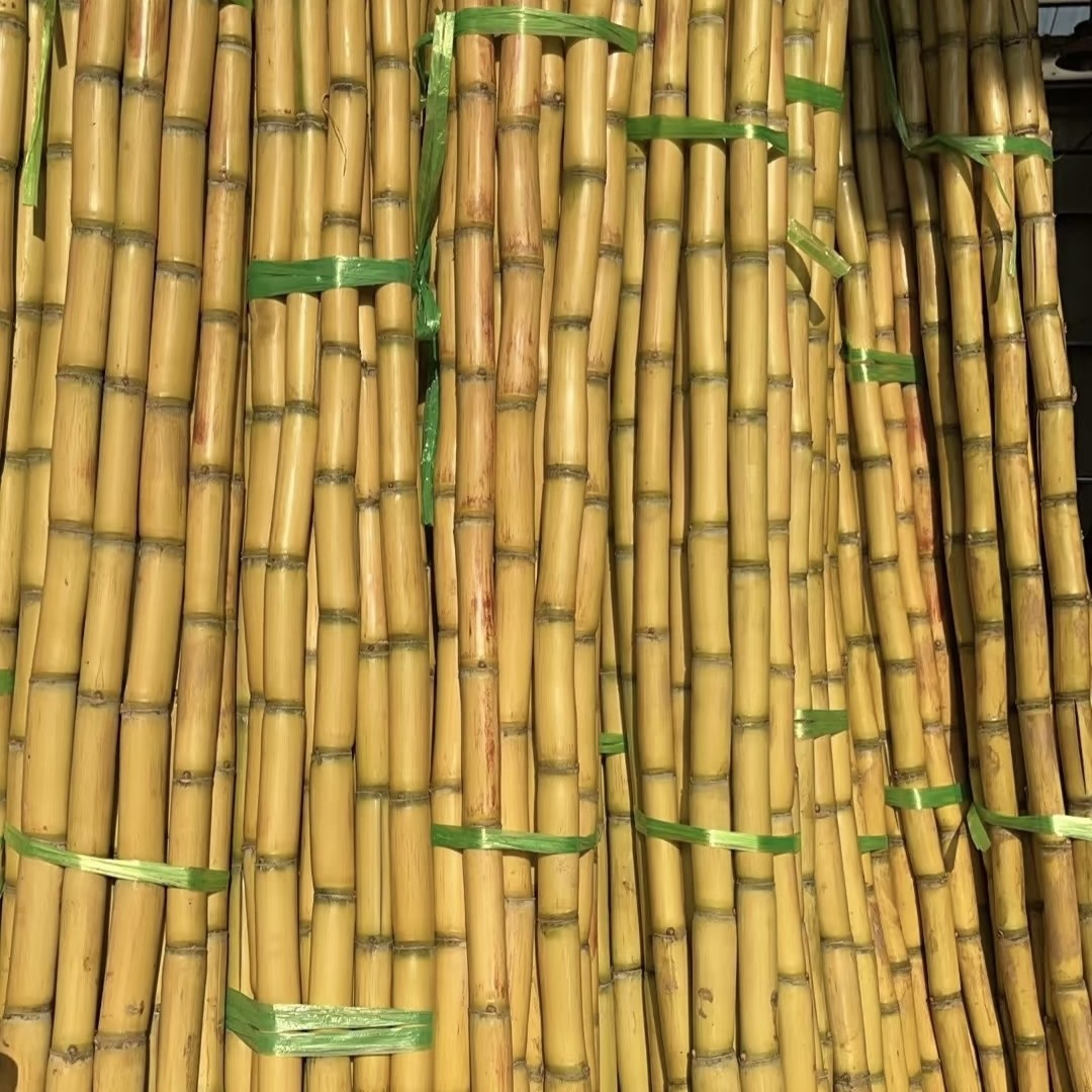 云南青皮甘蔗，39.8元一根10斤左右