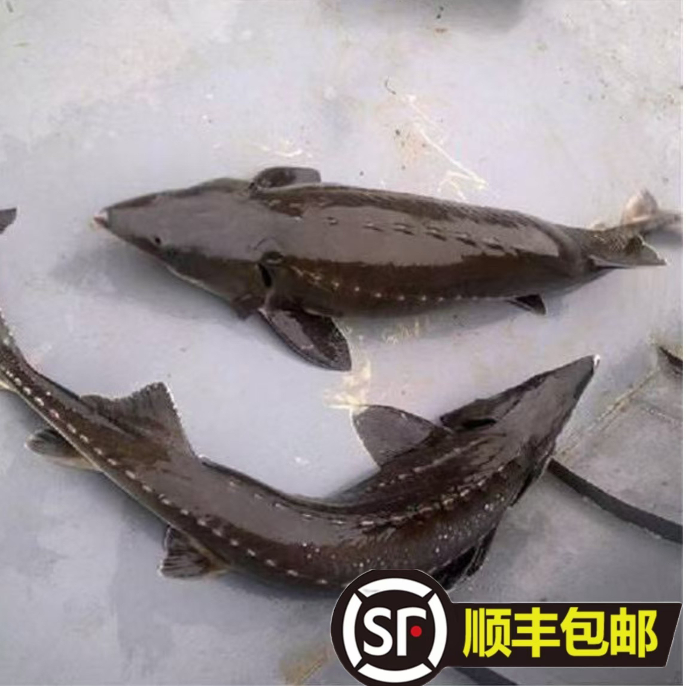 黑龙江江水养殖鲟龙鱼（分割一物一拍）