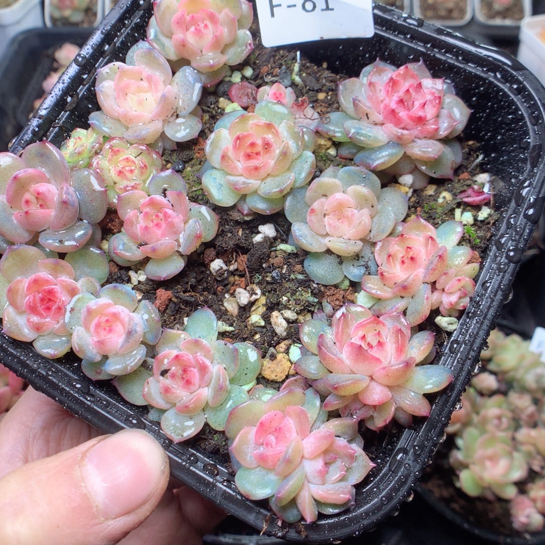 无花朵F81 琥珀yyyyyyym