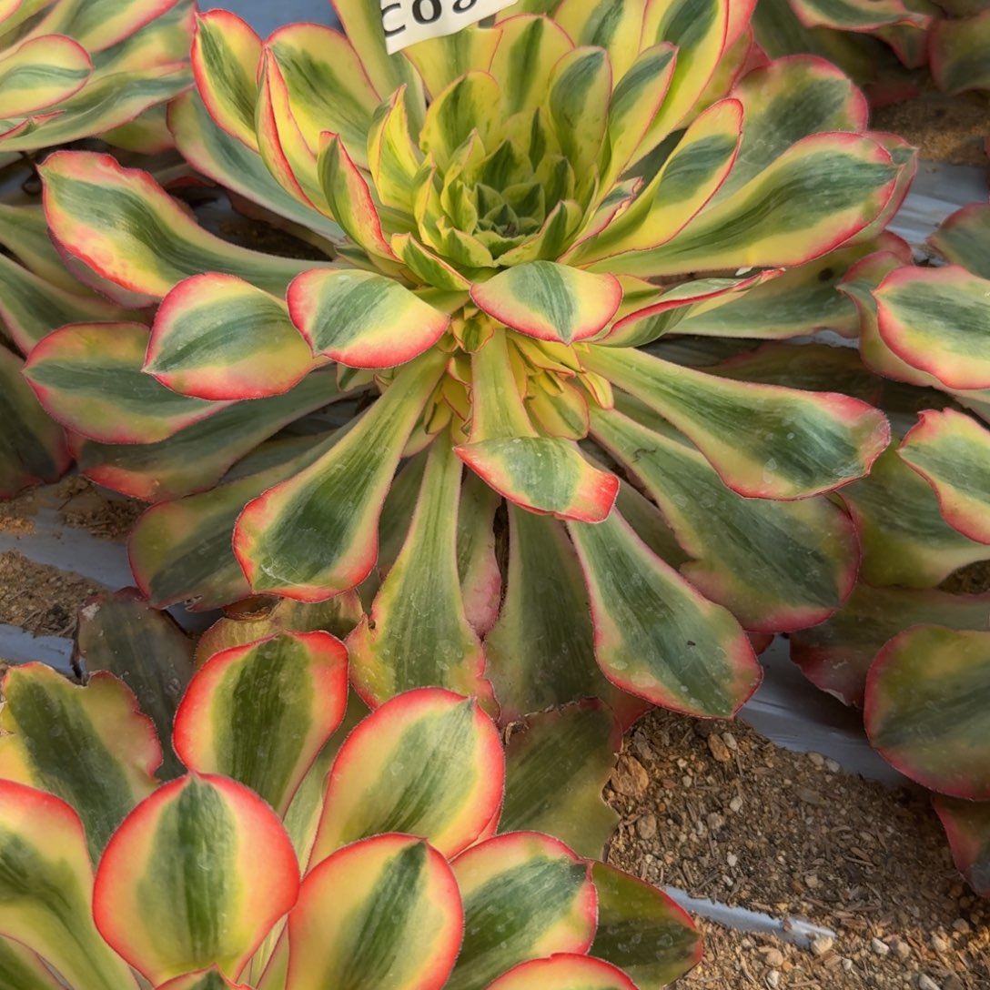 微***笑088爱丽丝到春。多肉植物