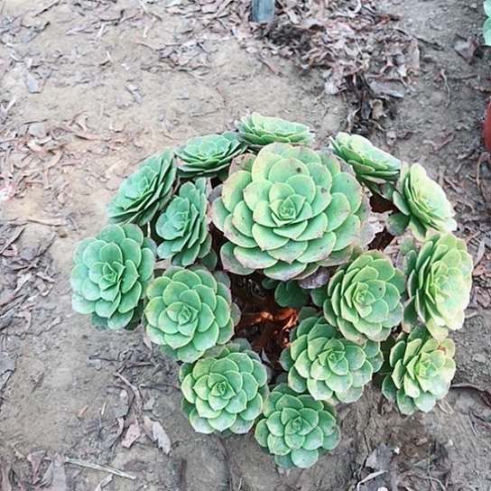 七***姐万圣节法师0000021