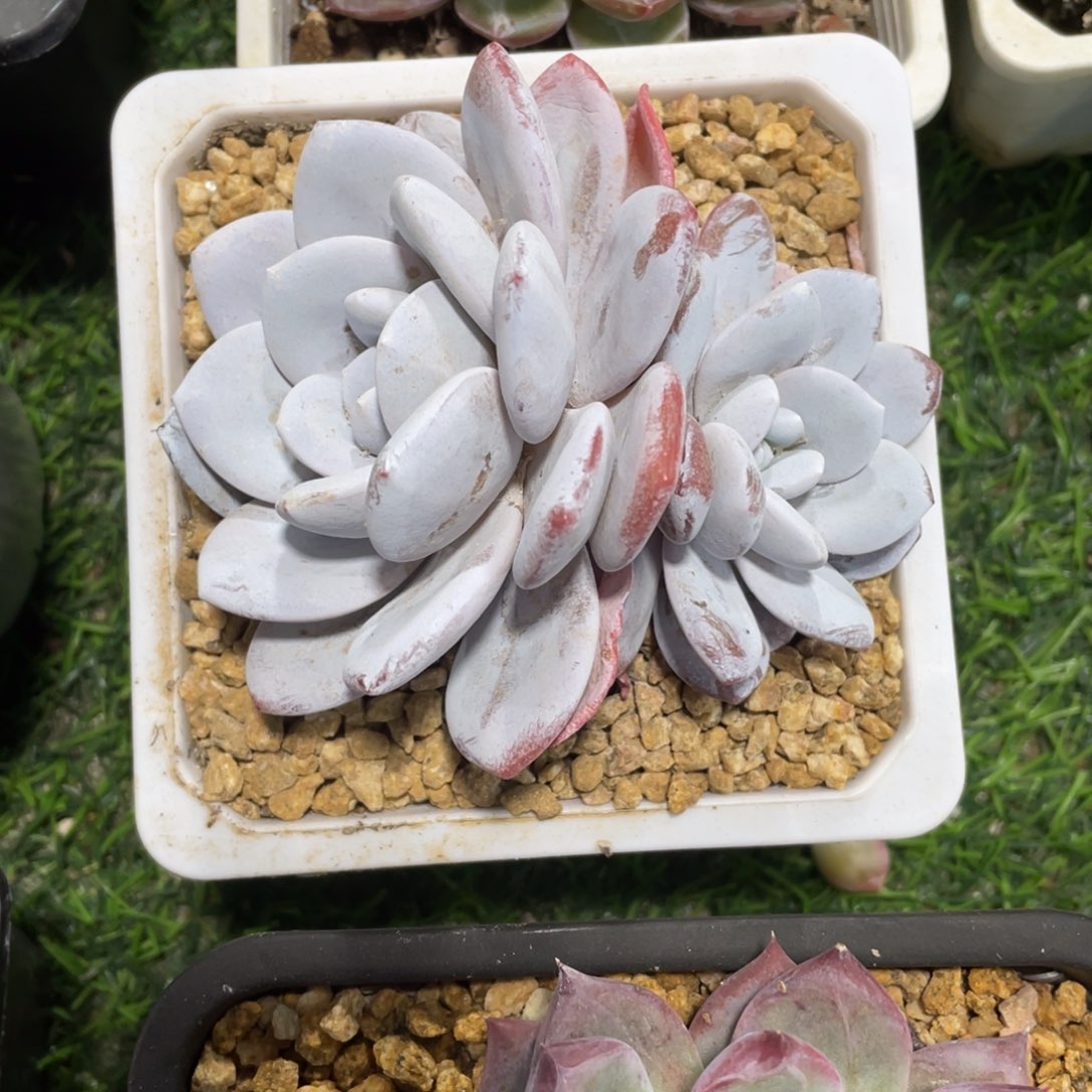 雪莲冠幅10.5 公分一物一拍