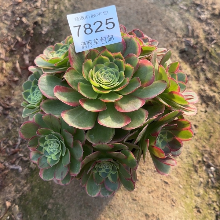 7825奶白多肉植物