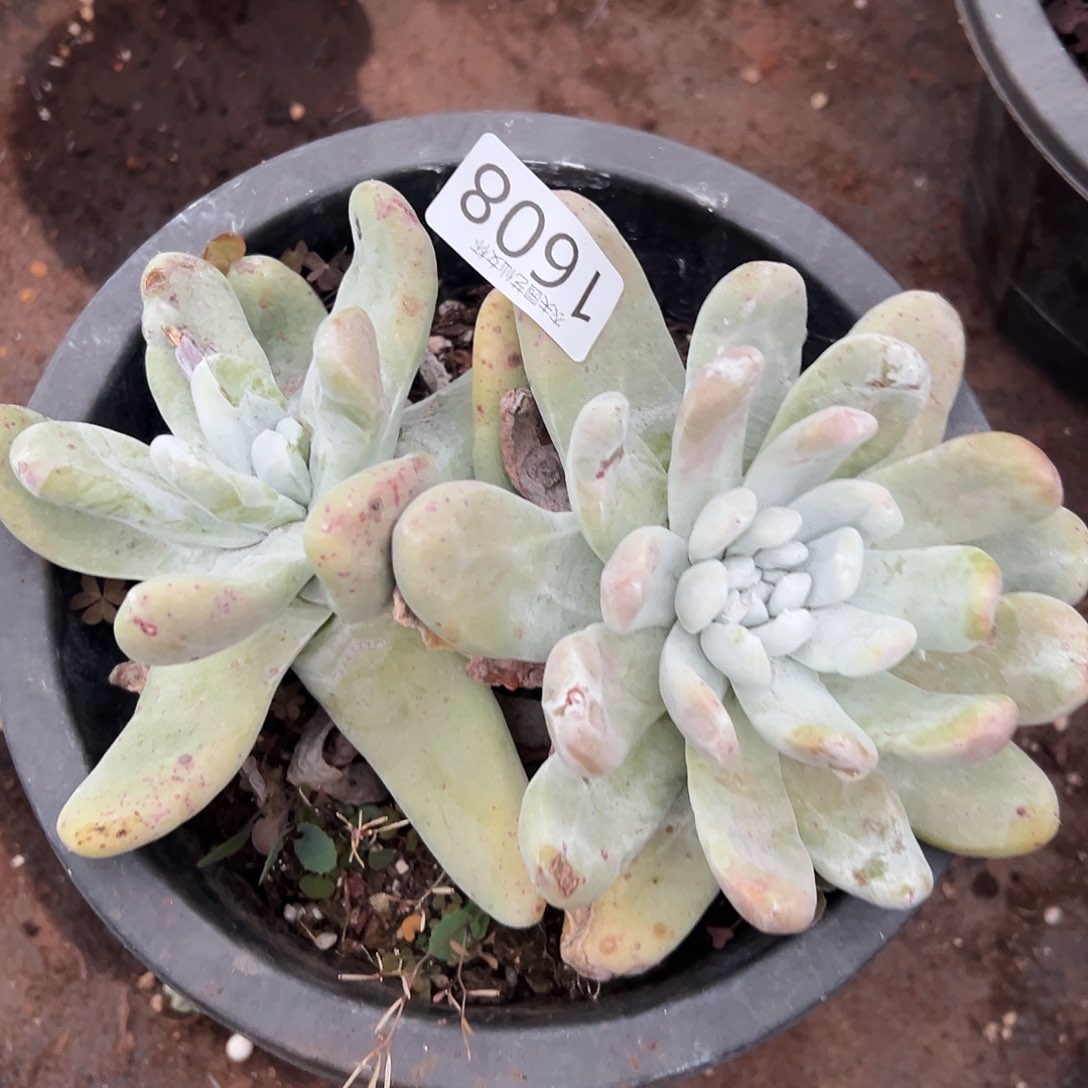 圆叶拇指帕奇飞徒仙女杯多肉 