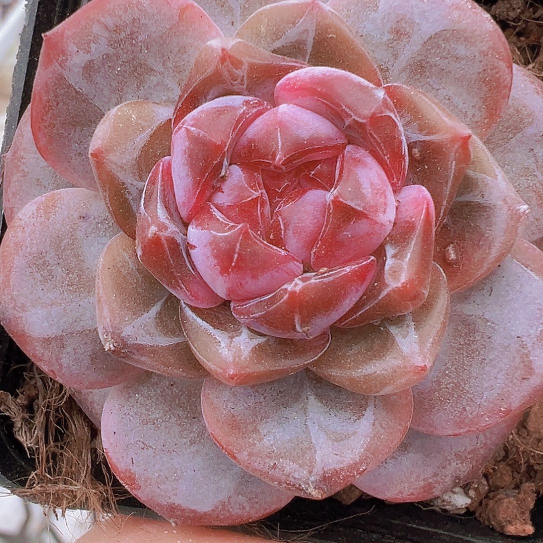 173冰魄1盆19包邮