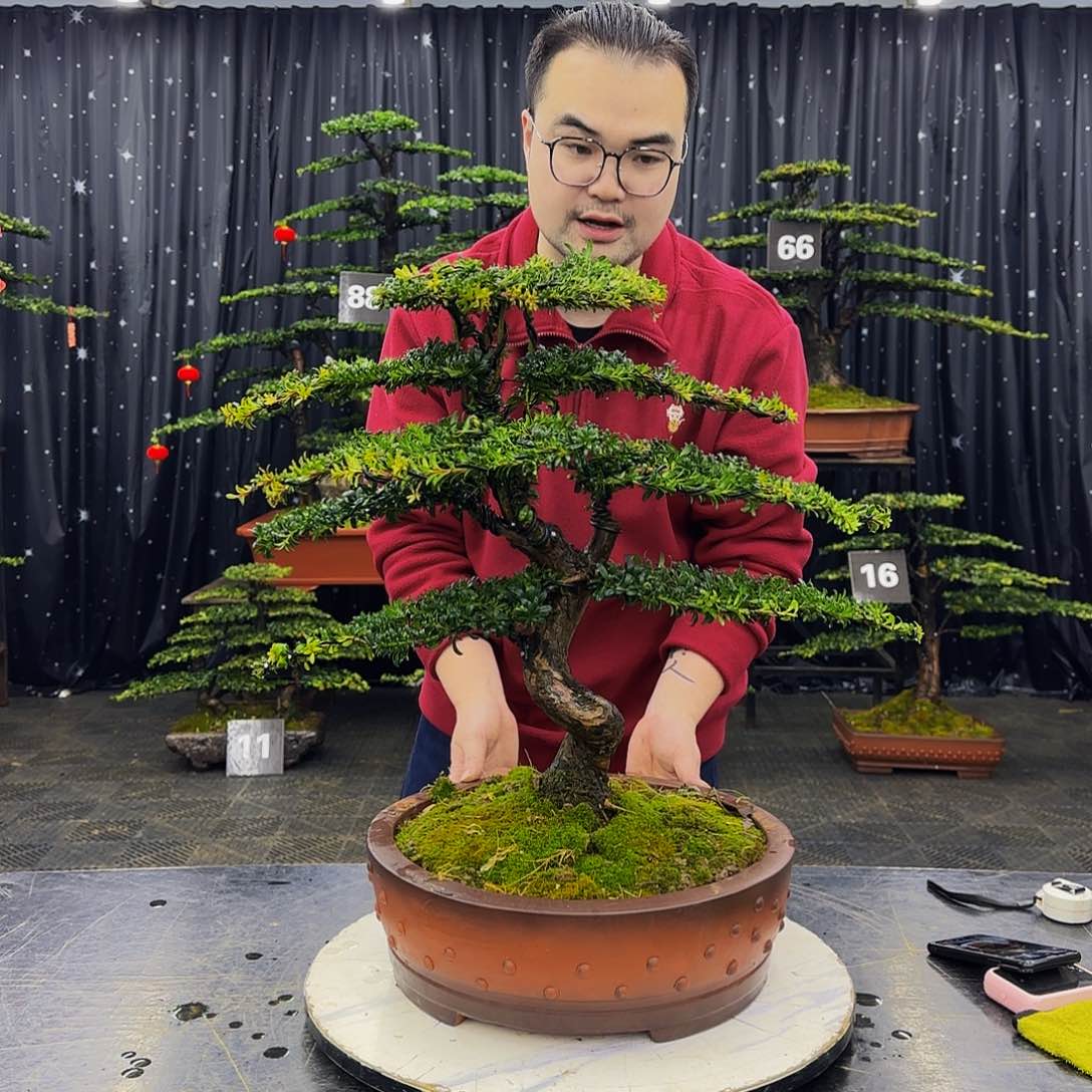 龙爪松高端造型盆景