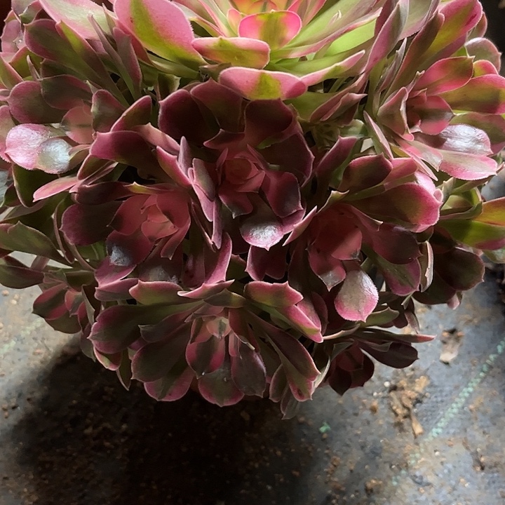 多肉植物香妃锦…………