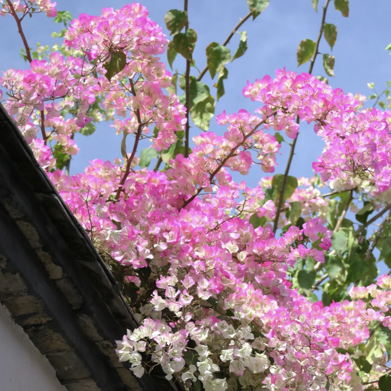 绿樱三角梅庭院阳台爆花性强易养护盆栽植物下单发货