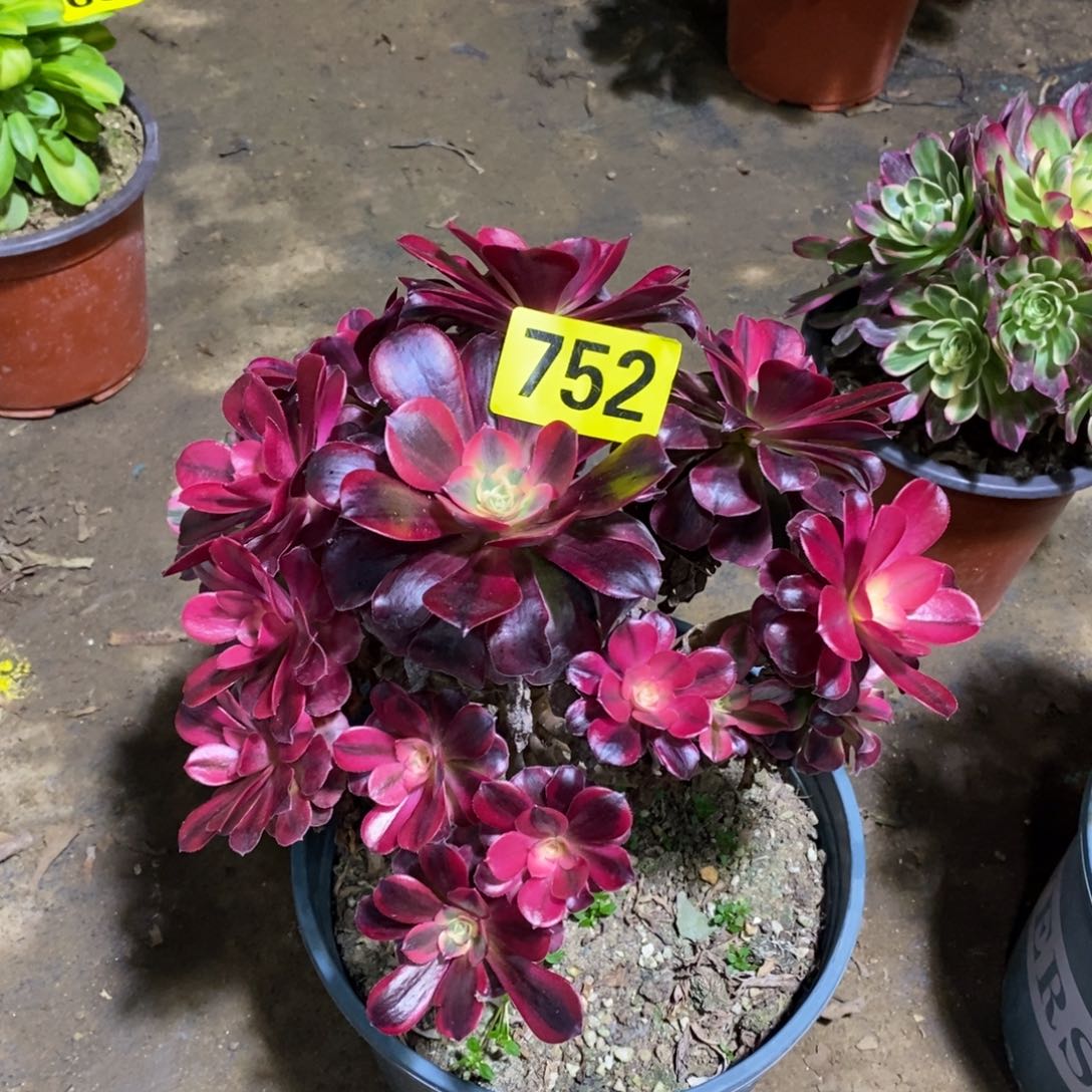 美杜莎多肉法师752