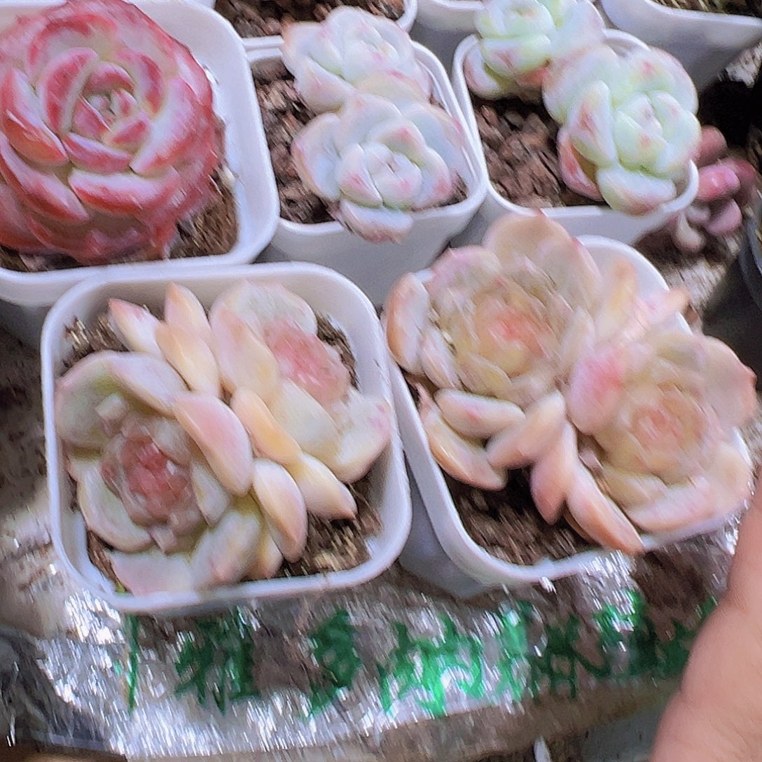 双头彩恋19包邮也哦肉植物