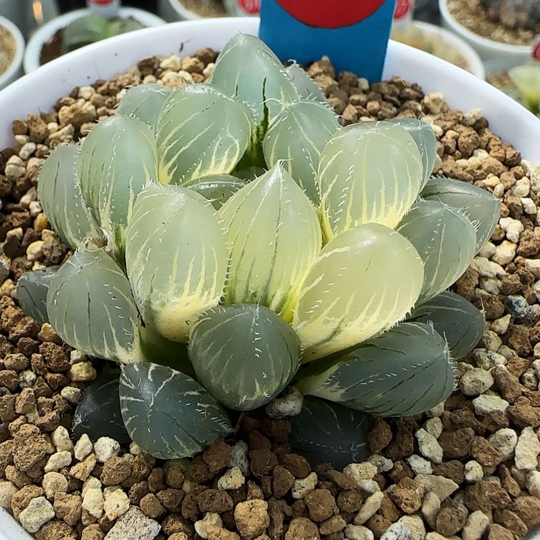 57号糊斑实生玉露锦一物一拍带盆土