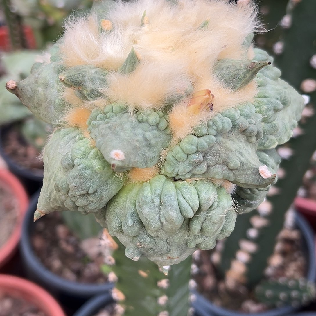 无花朵866怒涛mmmmmmmm