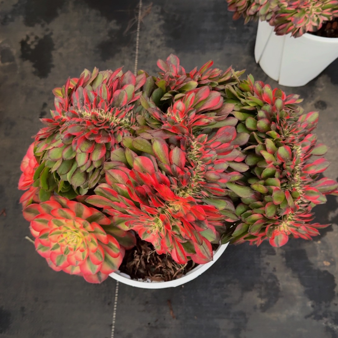 无***痕荔枝缀 精品法师锦