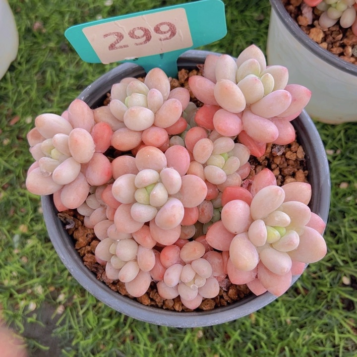 健健康康平平安安