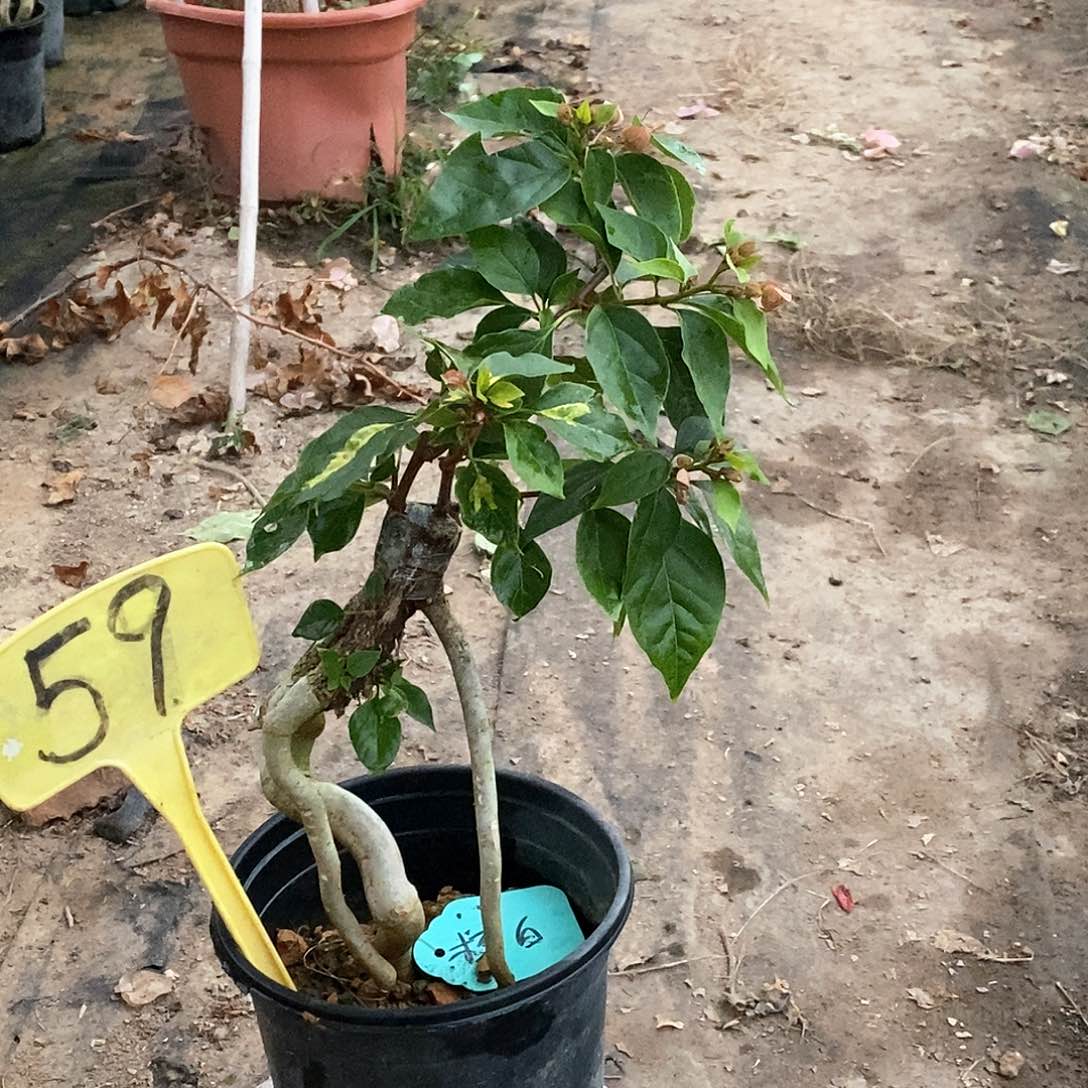 大部分开放少量花苞橙白59