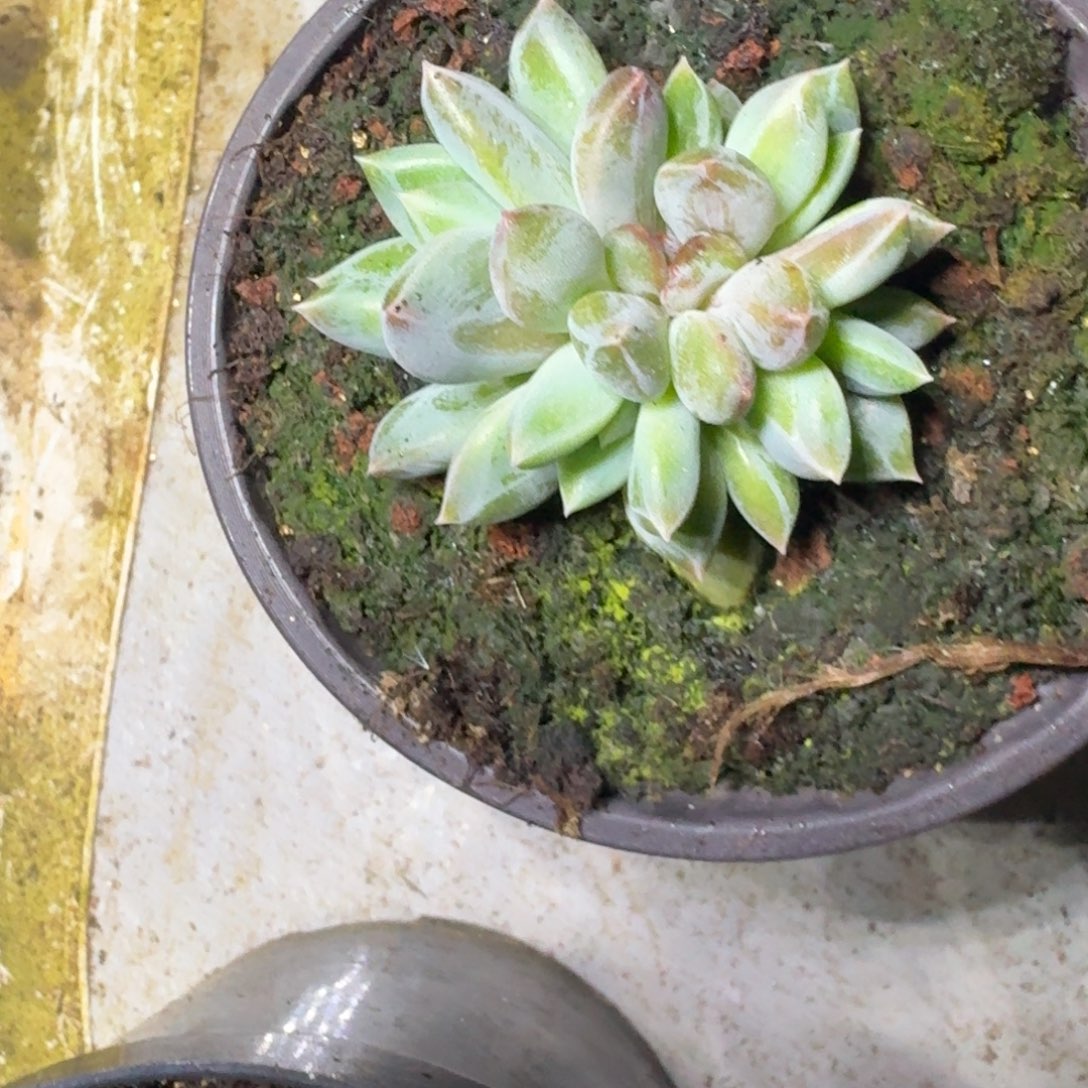 青禾美人 叶插  一物一拍