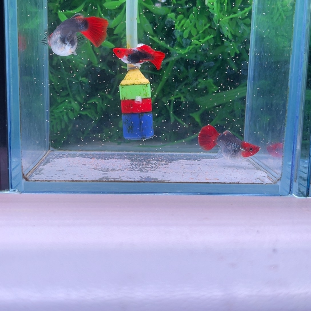 黑玛丽鱼深海蓝贵族球2对