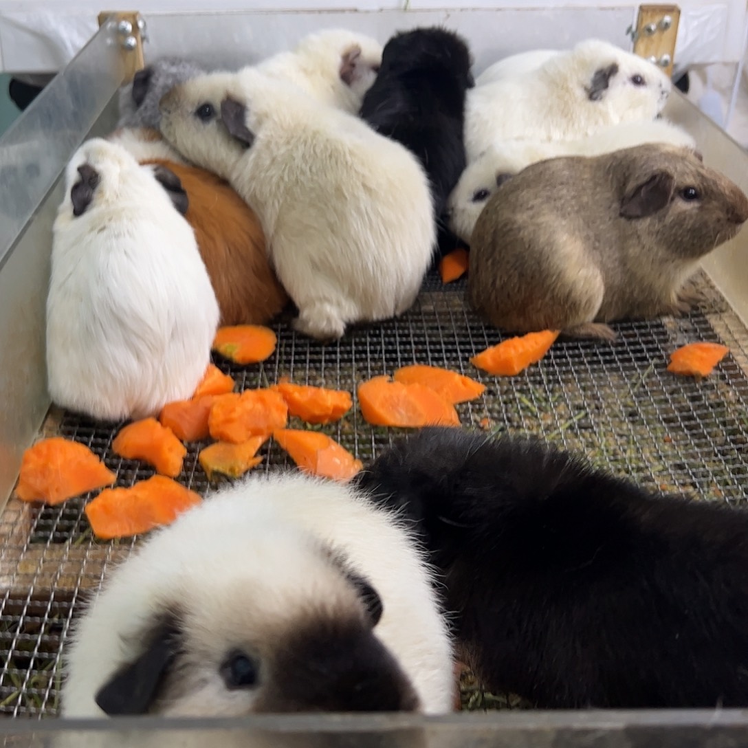 白色加州弟弟188可爱