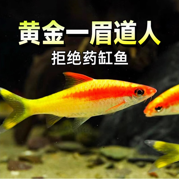 一眉道人黄化一眉道人热带观赏鱼好养耐活顺丰包邮（多沙）