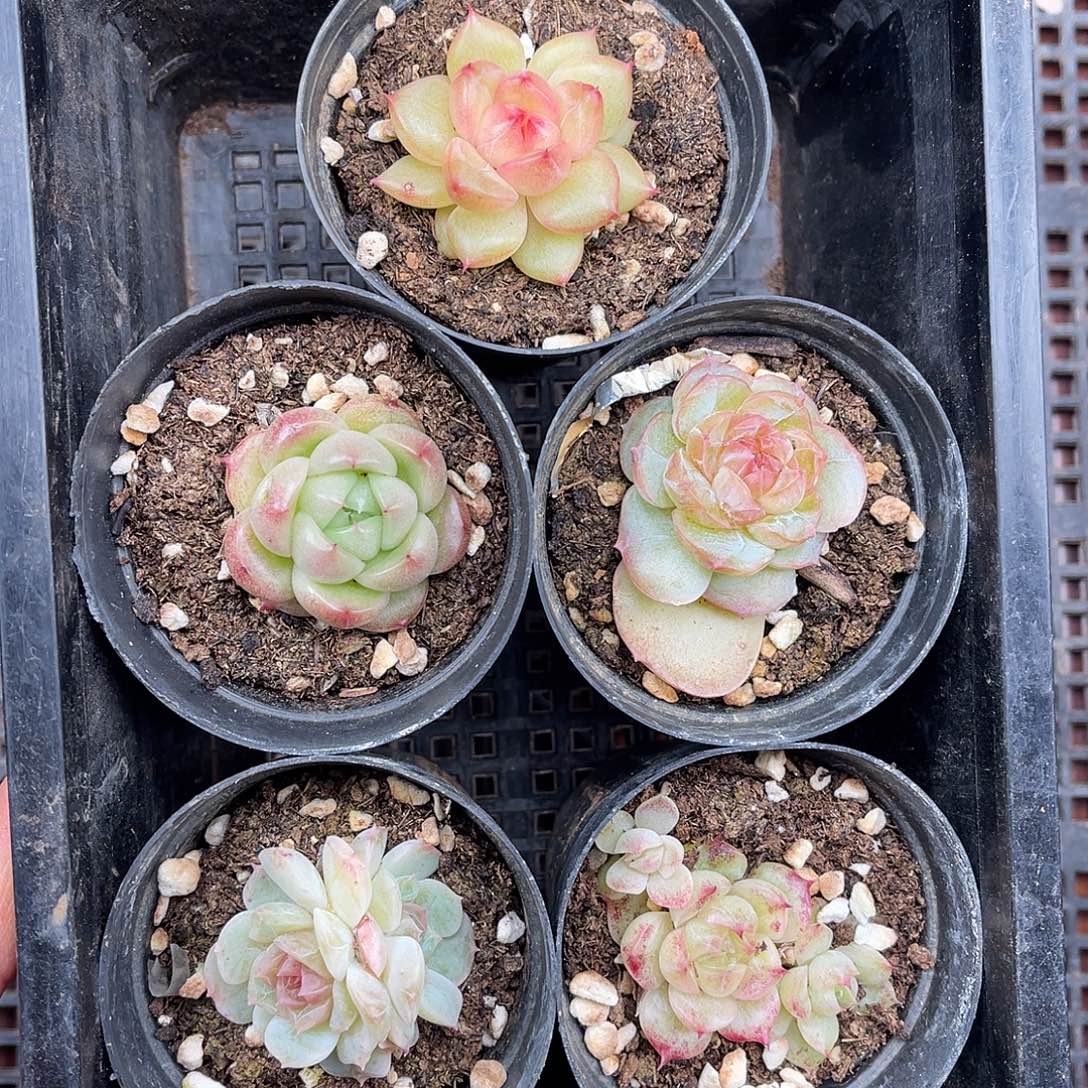 多肉一物一拍5-81