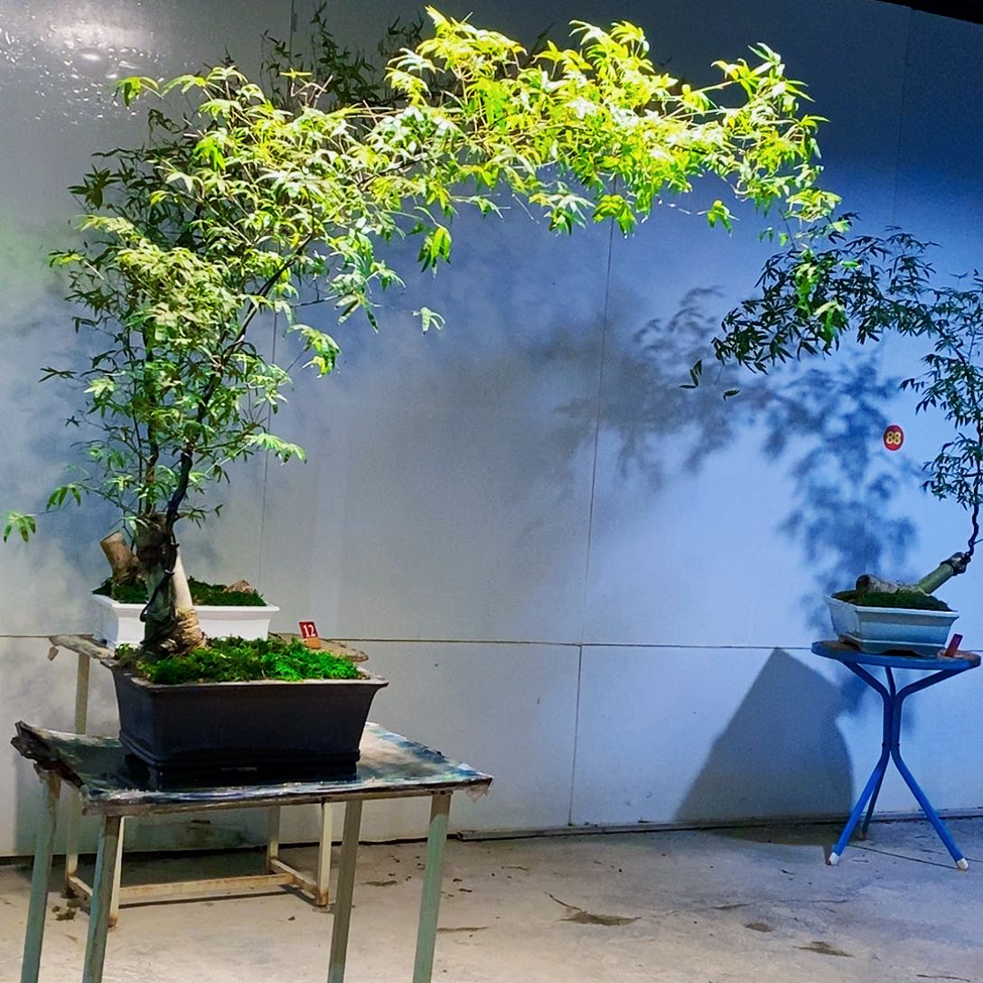 欣***酒小叶簕竹一物一拍