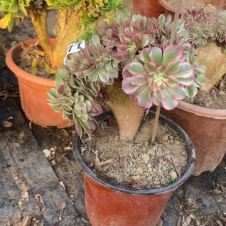 477倾城小板子法师缀