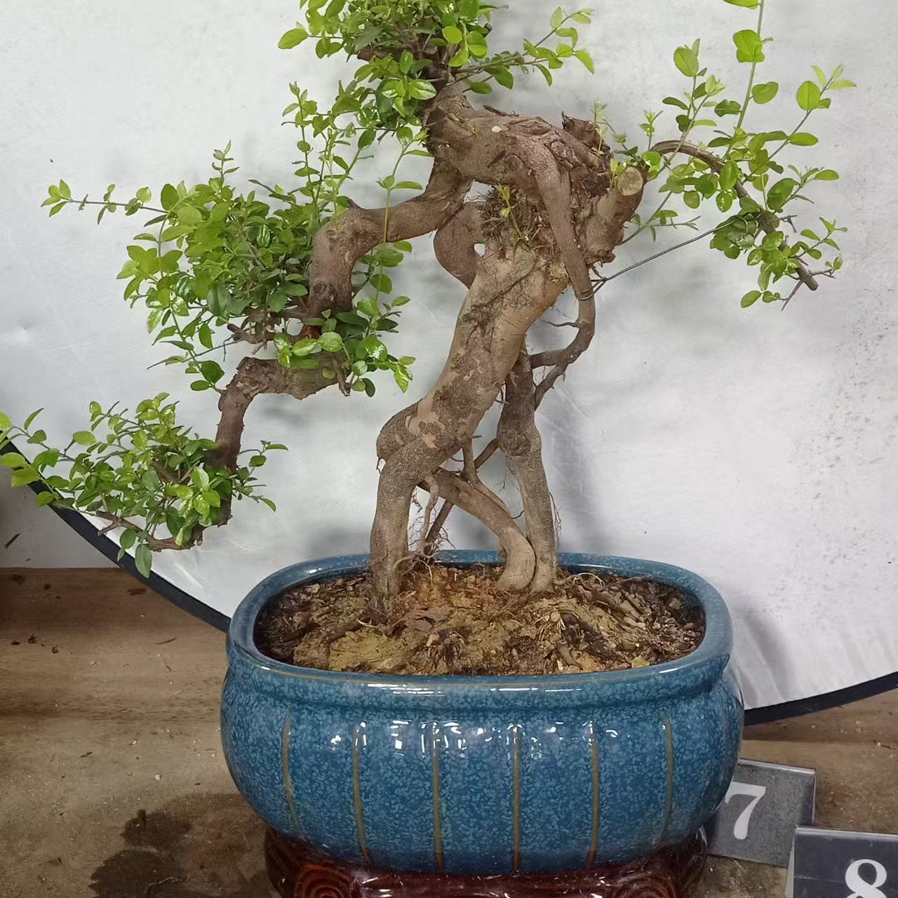 红芽雀梅、黄杨、胡椒木、栀子花等绿植