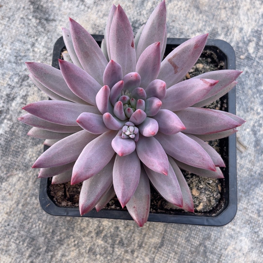 虞美人多肉植物发货