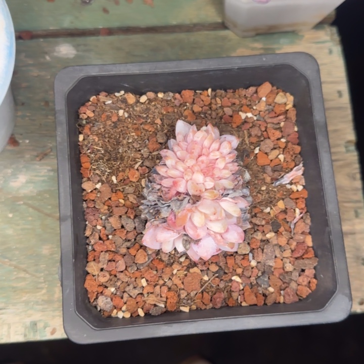 带盆一颗好看的橙梦露缀化