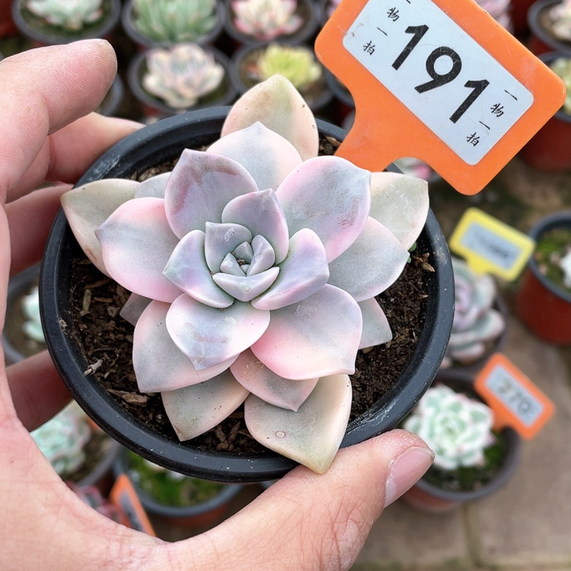 【闪购商品】191号