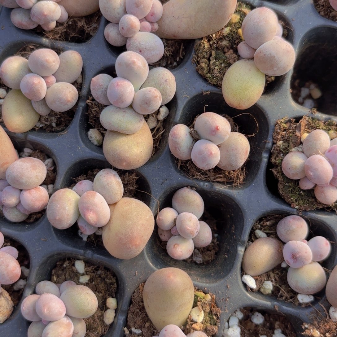 Mike奶单头一颗量拍