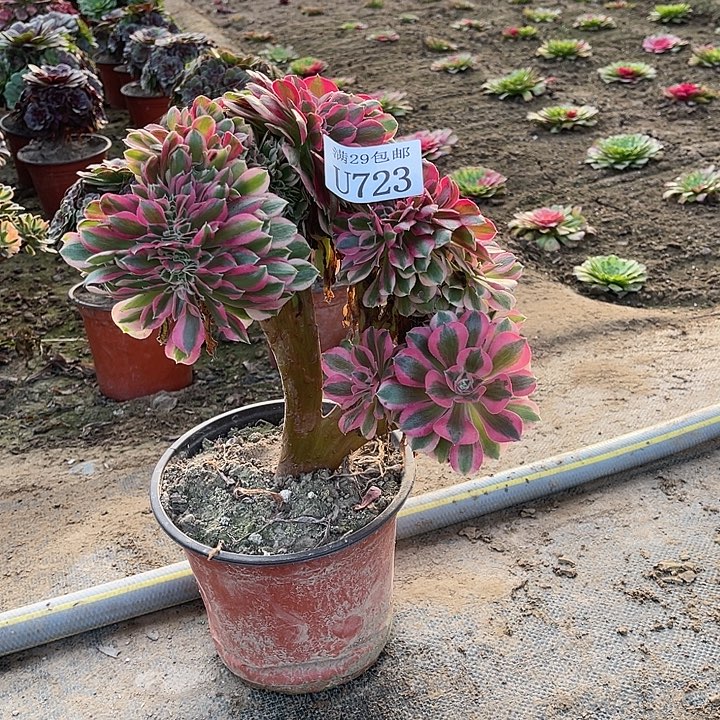 723粉女巫缀   多肉植物    