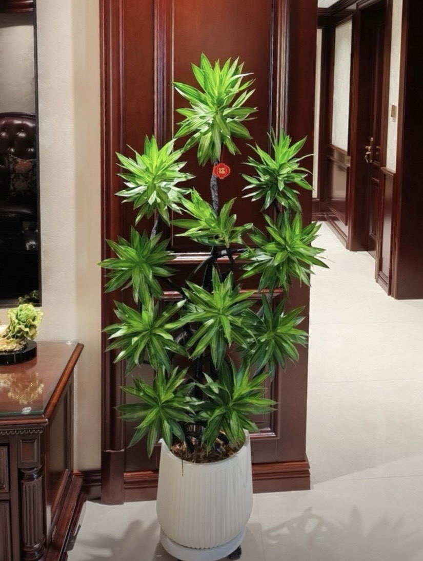 大盆栽绿植造型室内外大型绿植好绿植客厅大摆件好百合竹大盆栽