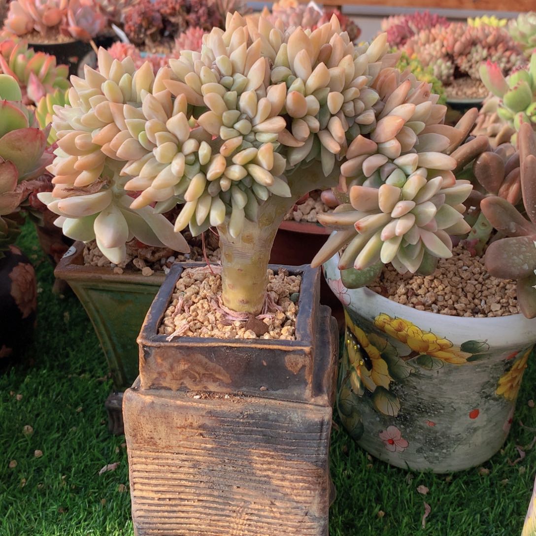 淡雪缀16 公分一物一拍