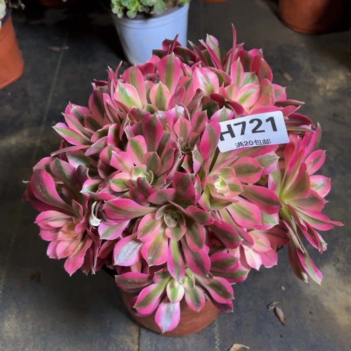 瑞妈，，。。。。721女巫，