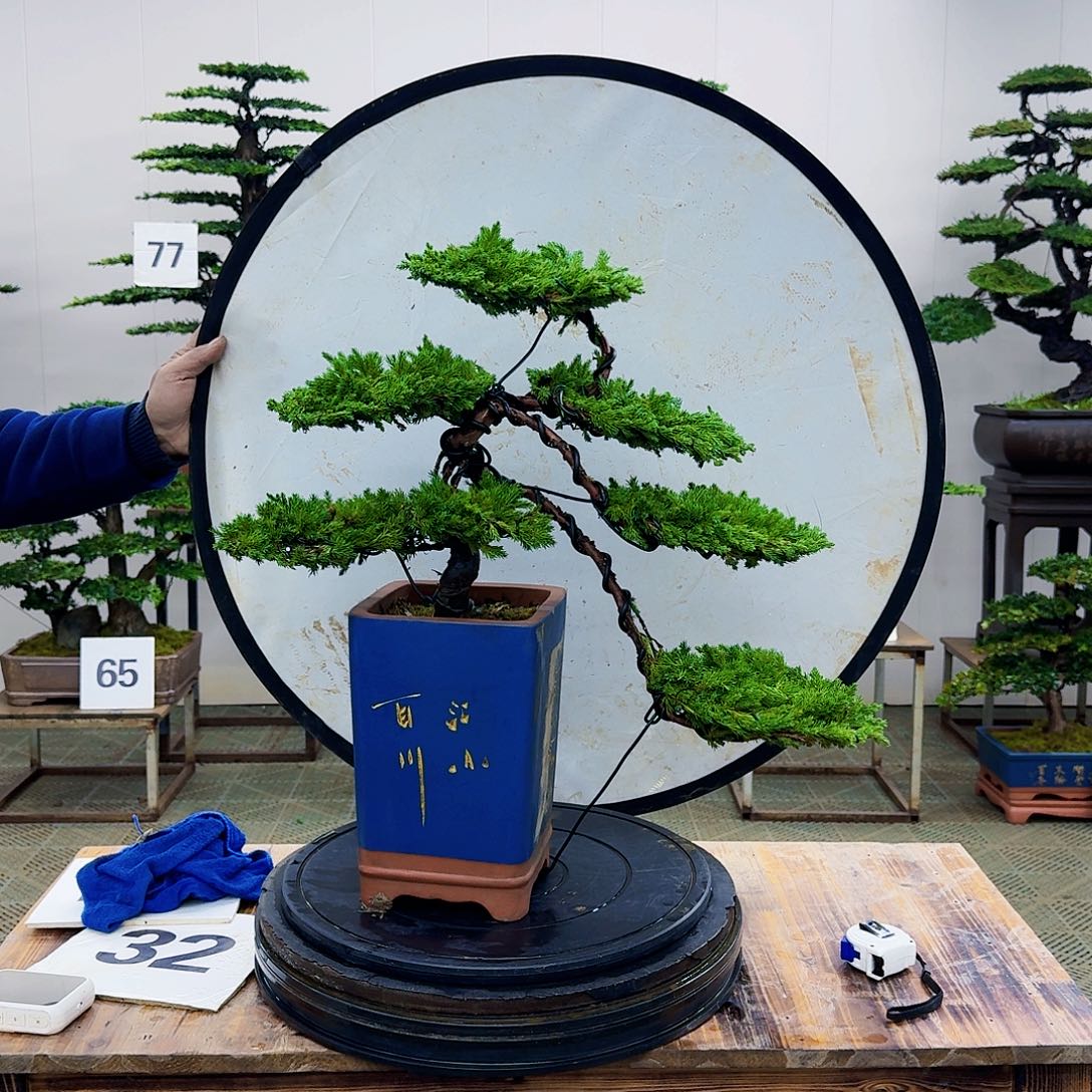 盆景柏树造型盆景