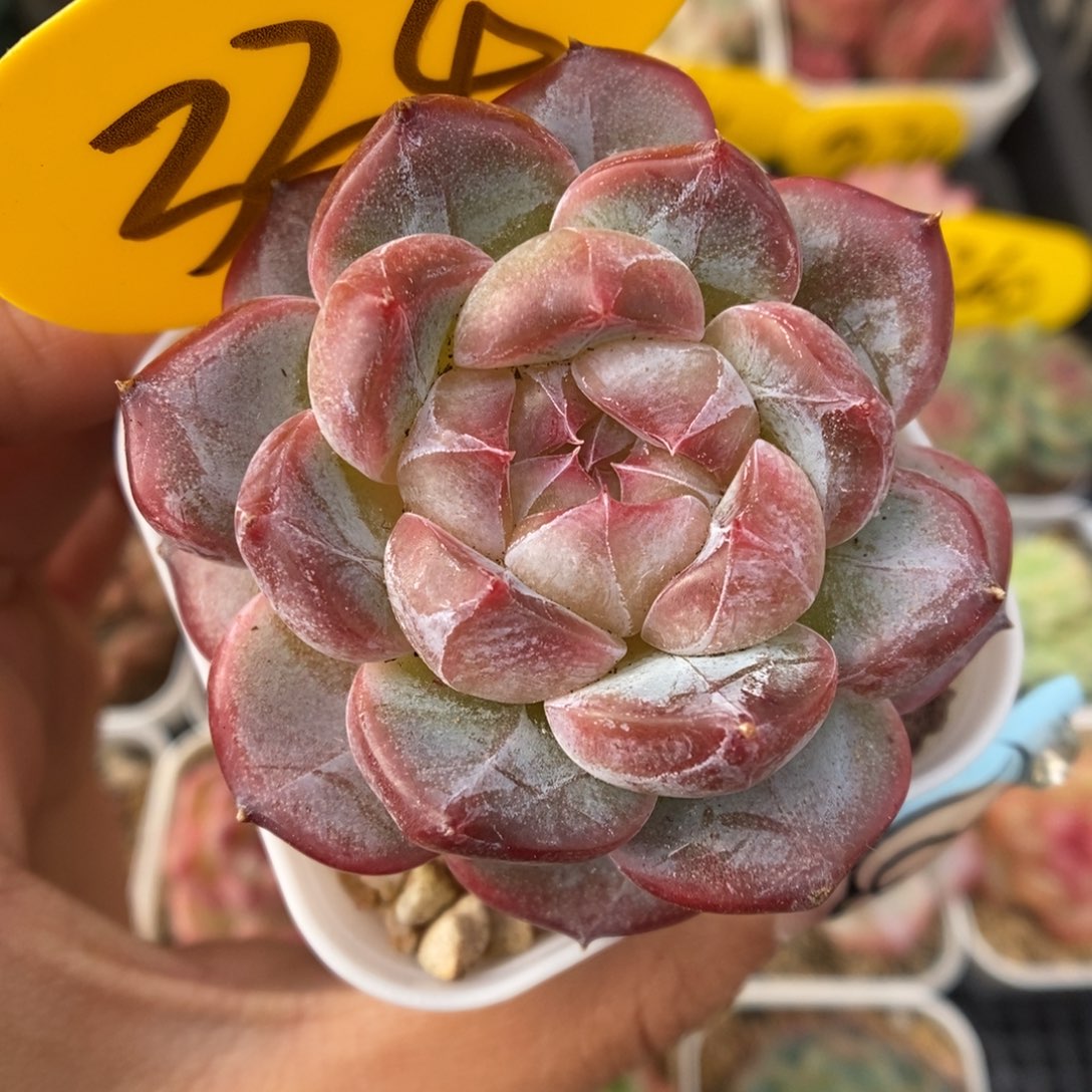 碎冰珍妮可拍334号。   