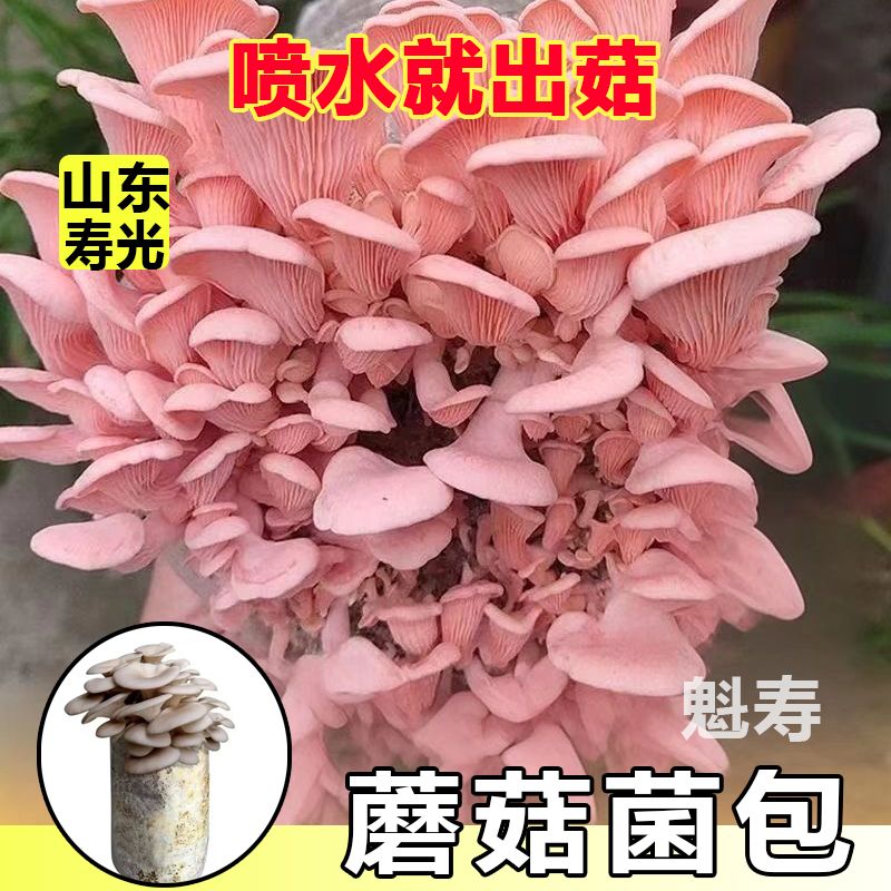 蘑菇家庭蘑菇菌包室内蘑菇种植食用菌纯天然食用蘑菇菌种家种菌菇
