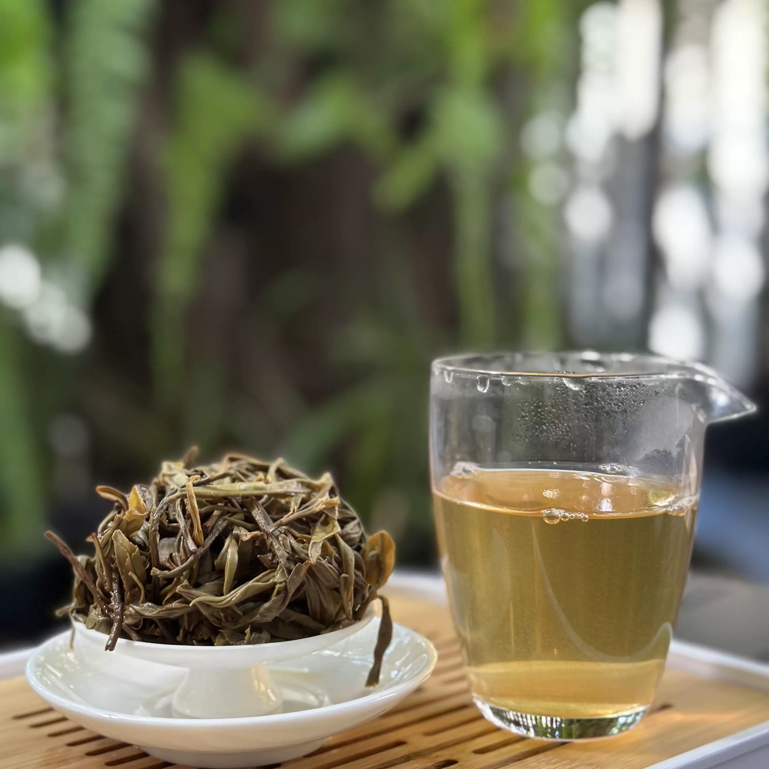 【原谷雨林】24年班章300年古树散料