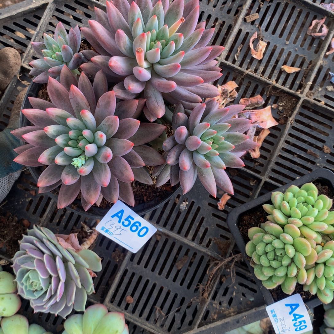 牛***牛红青挺群多肉植物