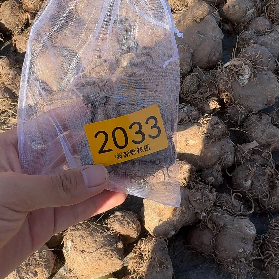 风***诺完全开放2033胡椒薄荷裸球不售后