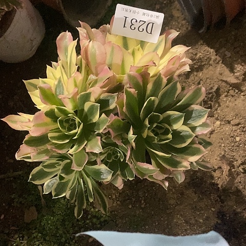 231粉钻多肉法师锦