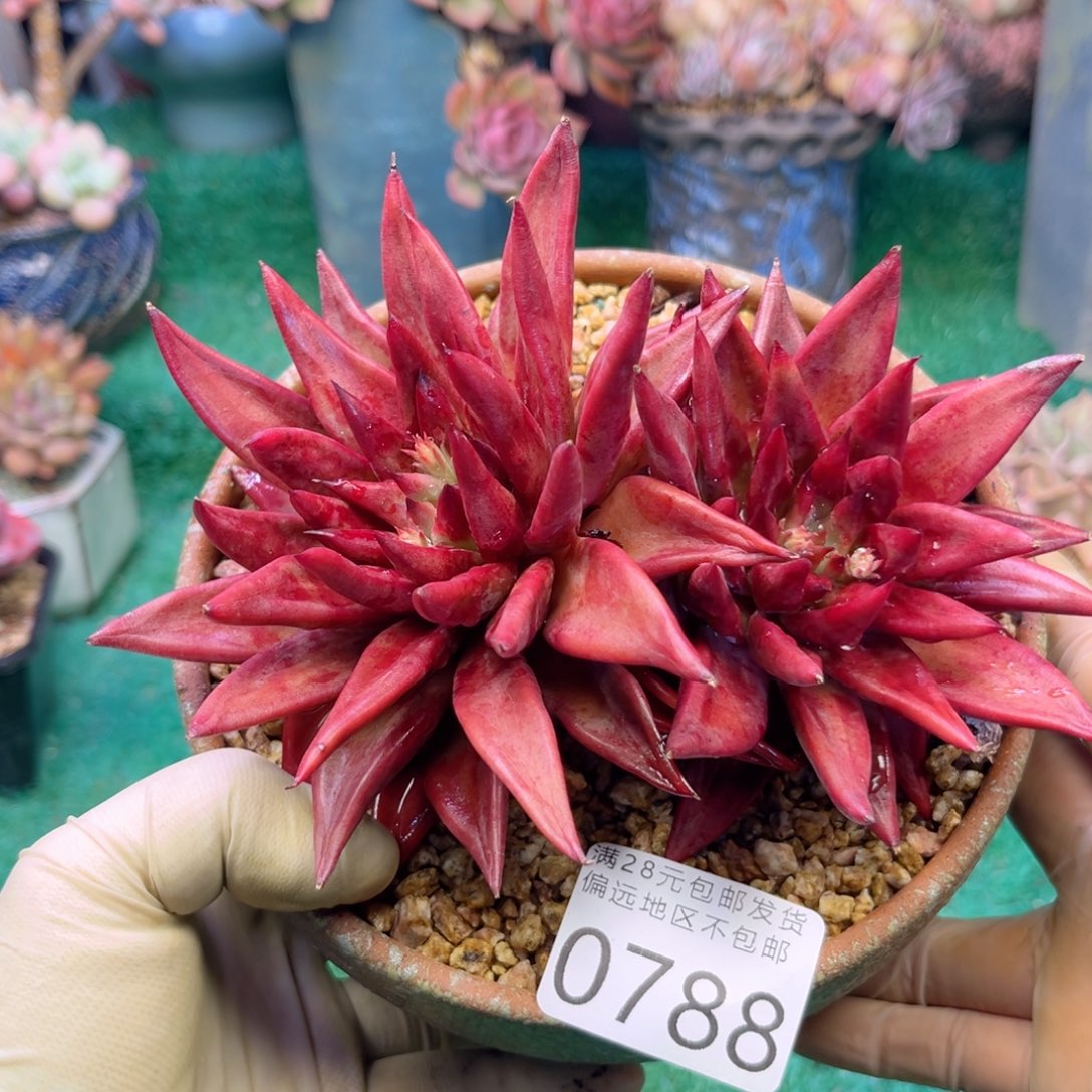 大0788:？z b x b b n m