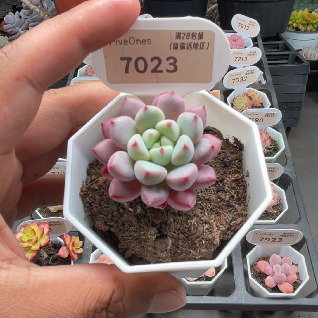 7023雪桃4.0厘米