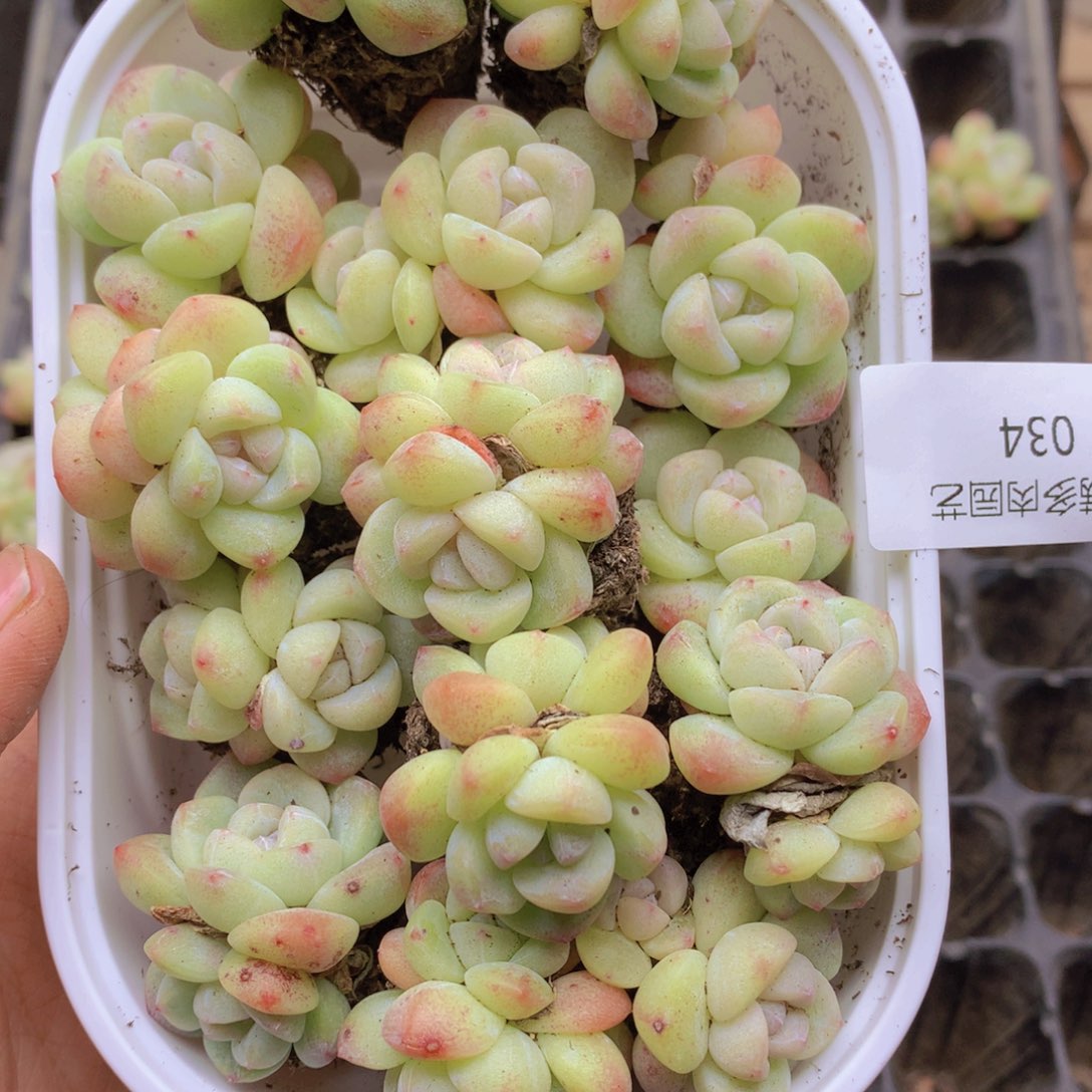 我要去看你了啊我034